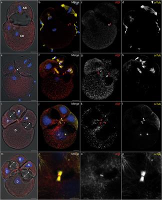 Midbody-Localized Aquaporin Mediates Intercellular Lumen Expansion During Early Cleavage of an Invasive Freshwater Bivalve